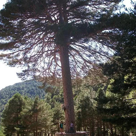 Rosella De Rubielos Fuentes de Rubielos