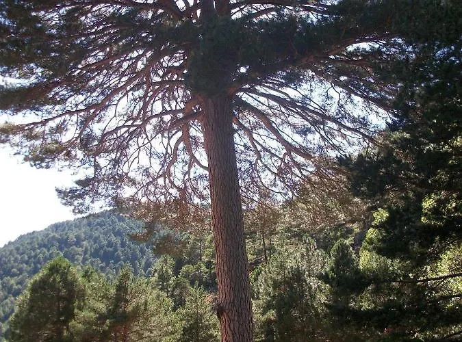 Rosella De Rubielos Fuentes de Rubielos